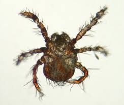 Image result for Trombicula autumnalis