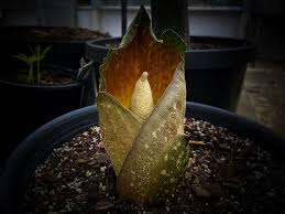 Image result for Stylochaeton puberulus