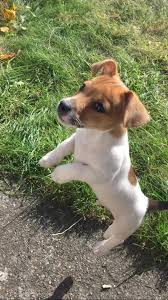 Simply the best bostons for your family. Dit Was Mijn Kleine Hondje Maar Dan Een Beetje Anders Jack Russell Dogs Jack Russell Terrier Puppies Cute Animals