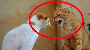 Funny Videos Of Funny Cats Compilation 2017 Part 4 Funny Cat Compilation Cats Funny Gif
