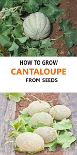 Having indoor plants makes you smarter! Can I Grow Cantaloupe This Easy Growing Specialty Melon Can Be Direct Sown After All Danger Of Frost Or Growing Cantaloupe Growing Vegetables Growing Melons