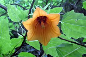 Image result for Canarina