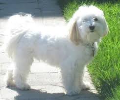 Havanese Dogs Are The Best Havanese Puppies Dog Breeds Tiny Dog Breeds