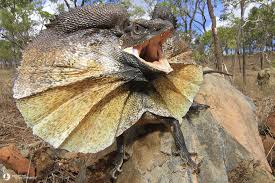 Get Up Close With Some Of Australia S Coolest Reptiles Http Blog Queensland Com 2014 07 07 Queen Australian Animals Facts Australian Animals Australian Fauna