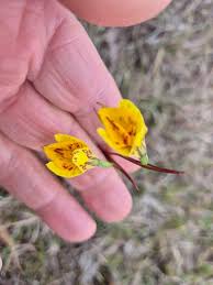 Image result for Brachycorythis lastii