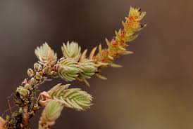 Image result for Crassula lanceolata