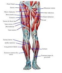 Maybe you would like to learn more about one of these? 30 Best Adductor Strain Ideas Strains Hip Flexor Hip Flexor Stretch