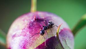 Some deter ants and with some you can get rid of ants using one or many ant control measures. Plants How To Eliminate Ants Naturally