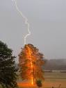 What happens to a tree if lightning strikes it? - Quora