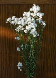 Dried Yarrow The Pearl Superior Achillea In Etsy Dried Flowers White Flowers Flowers