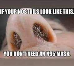 Pin On Dog Funnies
