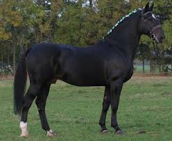 Majestic Horses Ponies Pferd Pferderassen Schone Pferde
