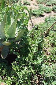 Image result for Searsia refracta