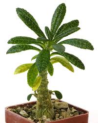 Image result for Dorstenia buchananii