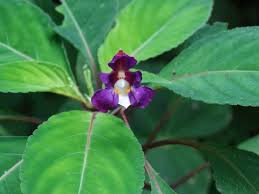 Image result for Impatiens gesneroidea