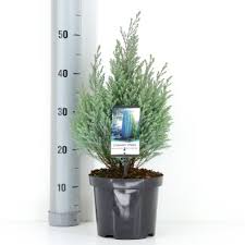 Click on a genus name to see a list of species. Sojlecypres Blue Surprise Naletraeer Plantetorvet Dk