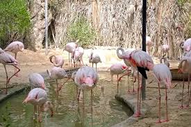 Wed, jun 15, 2016 @ 10:00 am. Dubai Zoo Is Closing Down And Entry Is Free On The Last Day Insydo