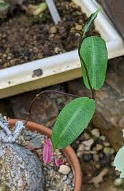 Image result for Fockea angustifolia