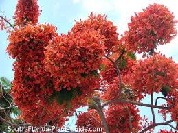 Poinciana tree is one of our feature trees, plants available at our the poinciana is a magnificent specimen tree growing up to 10m high and 10m wide and covered in bright prune any low branches when the tree is a juvenile to create this canopy which will allow people to walk under it when it is older. Royal Poinciana Tree