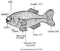 With over 13 million domains under management, you know you're in good hands. Draw A Diagram Showing The External Features Of A Fish And Label Any Two Parts