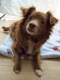 Energetic, alert, loyal and inquisitive, penny is very canine intelligent and instinct driven. Happy End Sofie Papillon Chihuahua Mix Ha Ndin Zuhause Gefunden Tierbestandsbuch Archiv Chihuahua Papillon Hund Seltene Hunderassen