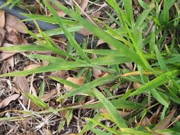 Image result for Paspalum conjugatum