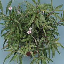 Image result for Pseuderanthemum