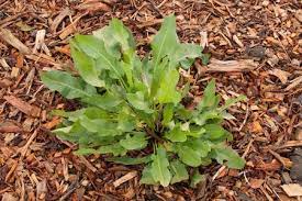 Peppers, squashes, pumpkins, green peas, etc. What S A Dock Plant And Is It Edible