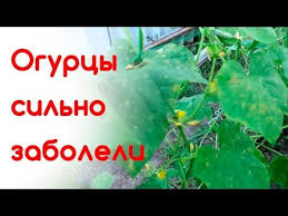 выращивание огурцов в открытом грунте от а до я Ogurcy Silno Zaboleli Youtube Sadovodstvo Ogorod Sad