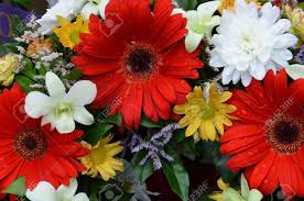 Then, paint a small circle or oval above each curved line using a different color. A Bunch Of Flowers With Different Colours Stock Photo Picture And Royalty Free Image Image 13320019