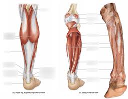 Ninja nerds,join us in this video where we use a model to show the anatomy of the leg muscles. Posterior Leg Muscles Diagram Quizlet