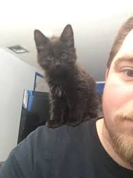 Meet Logan The New Baby I Saved From A Pretty Bad Home He S Finally Got Some Meat On His Bones And Looks Healthy Also Loves To Funny Cat Pictures Cats Dog