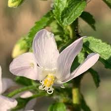 Image result for Hibiscus micranthus