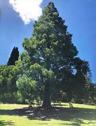 Metasequoia Glyptostroboides Dawn Redwood Nurseries Online