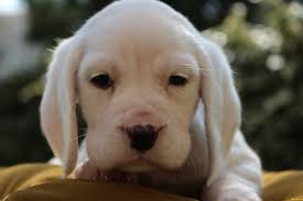 Turkiye De Tek Albino Elizabeth Beagle Yavru 238064 Bikopek Com