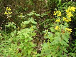 Image result for Calceolariaceae