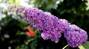 What flowers last the longest in summer. 22 Plants That Bloom All Summer Long Perennials And Annuals