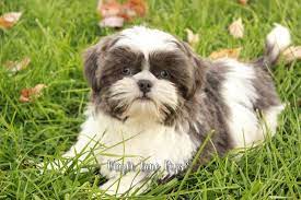 Known as the lion dog, these small lap dogs were prized by royalty as household pets. Shih Tzu Colors Maple Lane Pups Michigan Akc Shih Tzu S Quality Home Raised