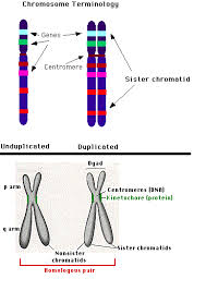 Crossing over, meiosis i, meiosis ii, and genetic variation. Define Mitosis Meiosis Cytokinesis And Chromosome Socratic
