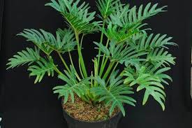 Jenis tanaman hias m kn4e le3z sumber : Philodendron Xanadu Tanaman Hias Untuk Interior Dan Landscape Artikel Pertanian Terbaru Berita Pertanian Terbaru