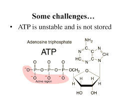 Lecture 22 Cellular Respiration Ppt Download