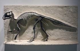 A long time ago, plants, bugs, and animals left their impressions in soft mud, which dr. Were Dinosaurs Good Parents Natural History Museum