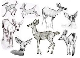 How To Draw Animals Animal Drawings Animal Line Drawings Animal Sketches