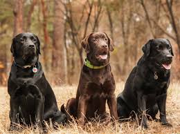 Lebenswoche von der welpengruppe in die Hundewelpen Wann Ist Das Richtige Alter Fur Die Abgabe