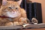 8 Smartest Cat Breeds - iHeartCats
