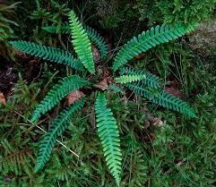 Image result for Blechnaceae