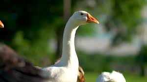 Check spelling or type a new query. Angsa Angsa Stok Video Angsa Angsa Rekaman Bebas Royalti Depositphotos