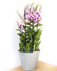 Giant Dendrobium Orchid Orchids Dendrobium Orchids Orchid Plants