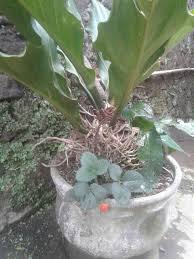 Check spelling or type a new query. Kembang Opo Jenenge Yen Ngene Indahnya Alam Desaku Facebook