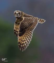 Pin On Birds